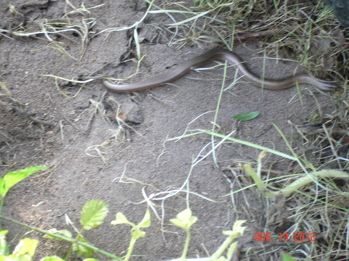 Slow Worm